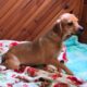 Kiwi, Queen Elizabeth Pocket Beagle