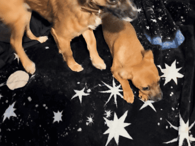 3 Chihuahua Male