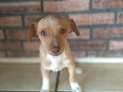 Chihuahua puppie