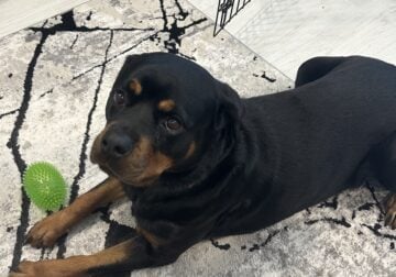 3 year old fixed Female Rottweiler