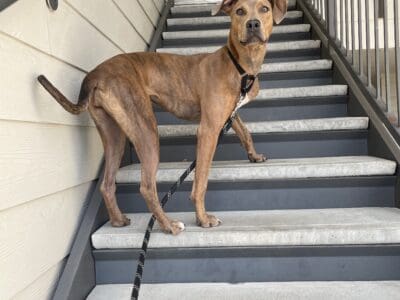Catahoula Leopard dog- 1 year