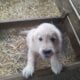 CKC Registered Golden Retrievers
