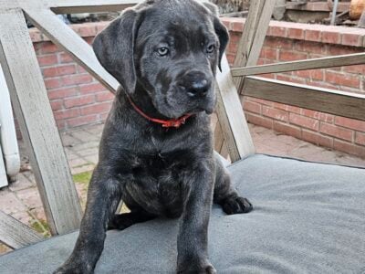 Cane corso puppy