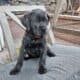 Cane corso puppy