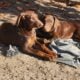 Doberman puppy