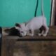 Bambino kitten