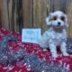 cavapoo