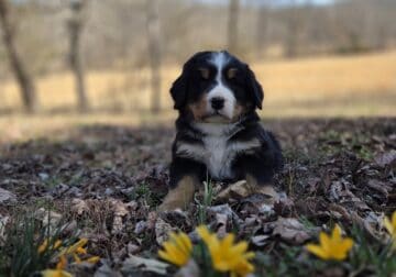 Amelia’s Akc Bernese Mountain Dogs