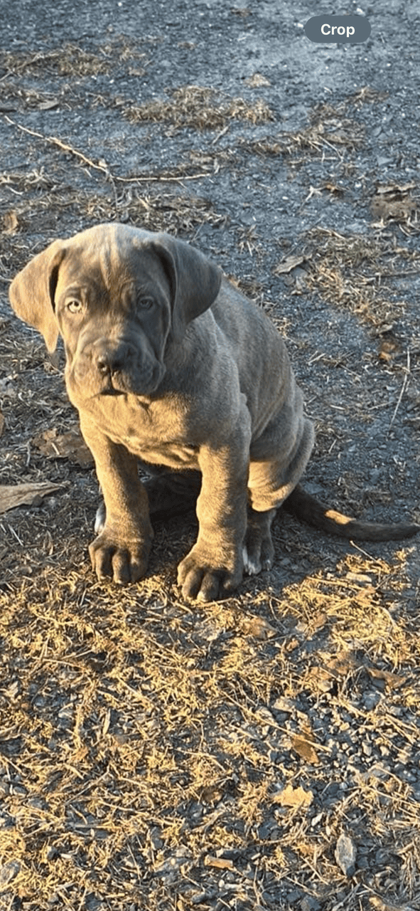 Cane Corso Puppy 