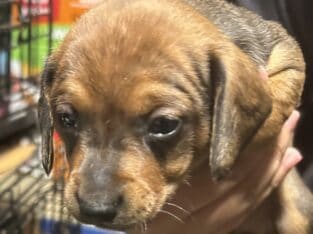 Mini dachshund