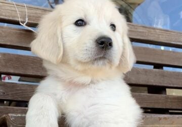 English Cream Golden Retrievers