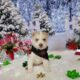 CKC registered siberian huskies
