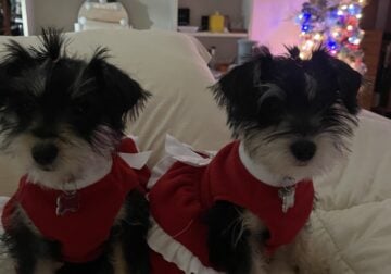 Adorable 3 months old girl yorkiepoo