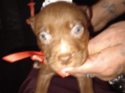 Rehoming Amstaff/ Brindle Malinois Mix Puppies