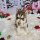 CKC registered siberian huskies