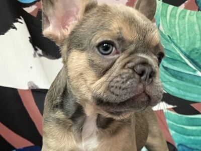 Health-Tested French Bulldogs