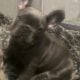AKC French Bulldog Puppies