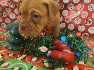 Pocket bully