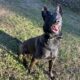 Beautiful Female Belgian Malinois