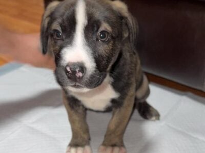 Pitsky
