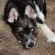 Dog mixed husky/Schnauzer 1 male, 1 female