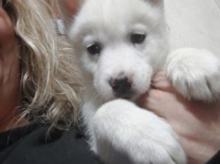 AKC Siberian Husky Puppy males and females