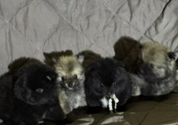 ♥︎ Adorable Pomeranian Puppies ♥︎