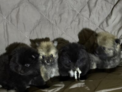 ♥︎ Adorable Pomeranian Puppies ♥︎