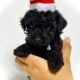 CHRISTMAS CUTIES!🌲TOY for JOY