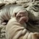full bred Shar-Pei white puppies