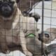 8wk old pug puppies