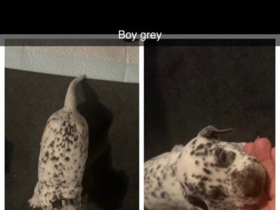 Dalmatian pup male