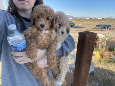 Mini golden doodle puppies