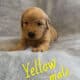 Purebred Golden Retriever Litter