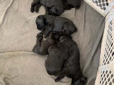 Giant Schnauzer puppies