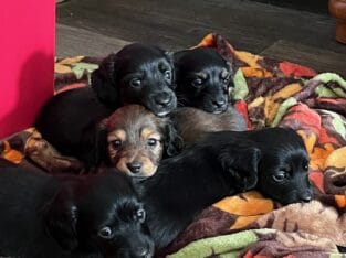 Xmas Miniature Dachshund Puppies
