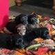 Xmas Miniature Dachshund Puppies