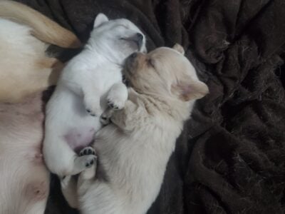 Pom/chi puppies
