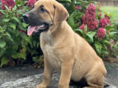 Beautiful Shepkita puppies available