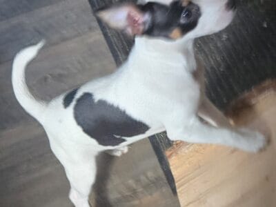 Rat Terriers