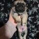 8wk old pug puppies