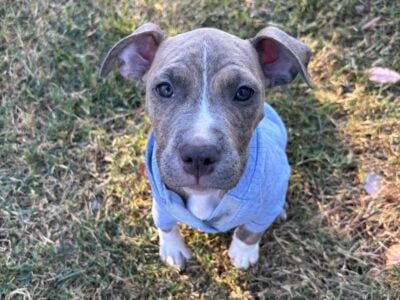 Pit bull puppy