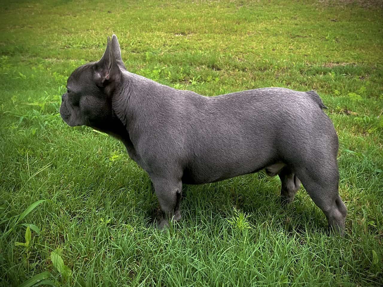 Male frenchie | PetClassifieds.com