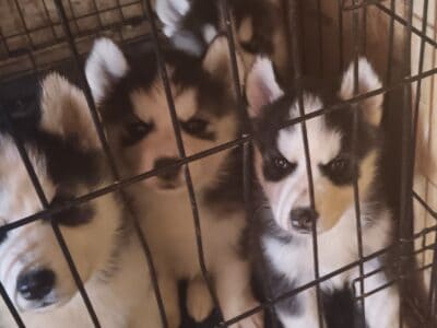 Siberian Husky Pups