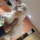 Shihzu mix