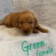 Purebred Golden Retriever Litter