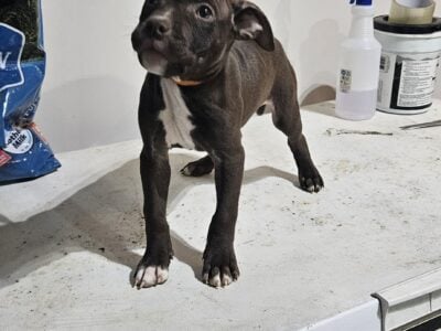 American Staff puppies