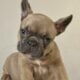 Blue Fawn French Bulldog Female