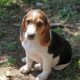 PUREBRED BEAGLE PUPPIES 6.5 – 7.5 months old