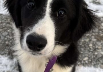 Mini Aussie/ Border Collie